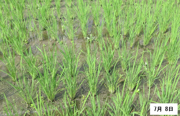 機械除草成功例