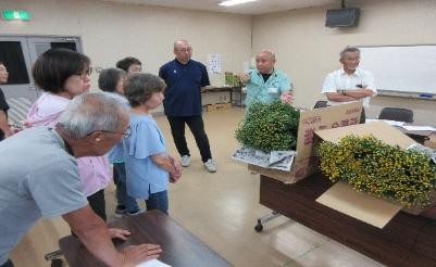 出荷前小菊1