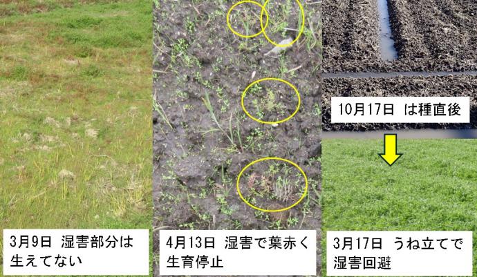 湿害とうね立て栽培