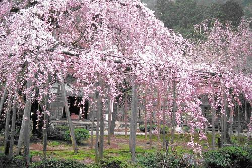 常照皇寺の桜