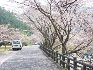 七谷川桜並木