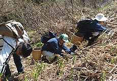 山菜採り