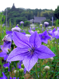 ききょうの花