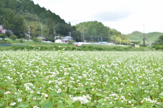 そば畑