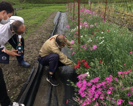 河原撫子の生産実証