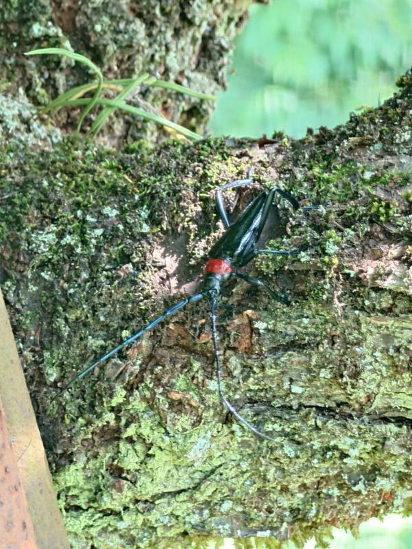 クビアカツヤカミキリ成虫