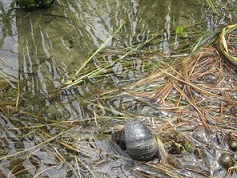 夏場に活動するスクミリンゴガイ