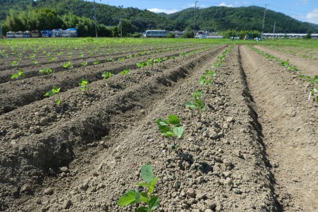 定植後のエダマメ