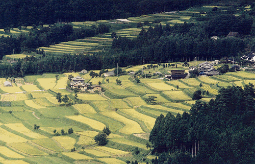 京都市右京区の農村風景