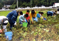 小豆の収穫体験
