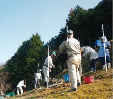 桜の植樹作