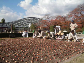 チューリップの植え付けの写真