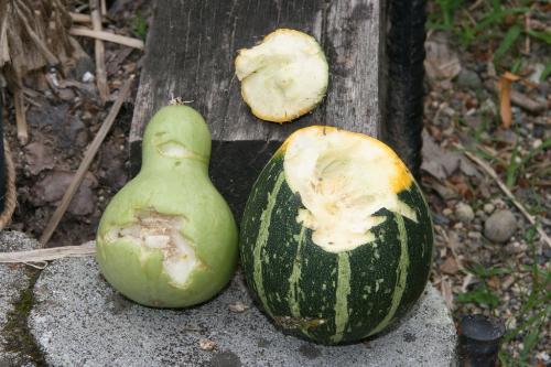 被害を受けた植物の写真