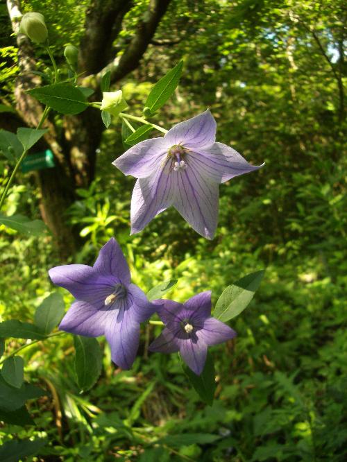 植物生態園の咲くキキョウの写真