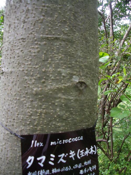 タマミズキの樹皮の写真