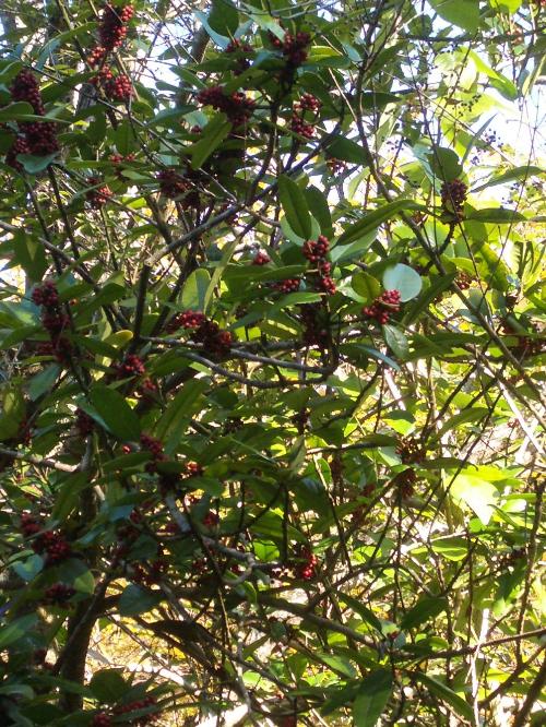 タラヨウの果実の写真