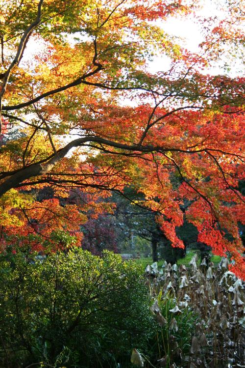 タカオカエデの紅葉の写真