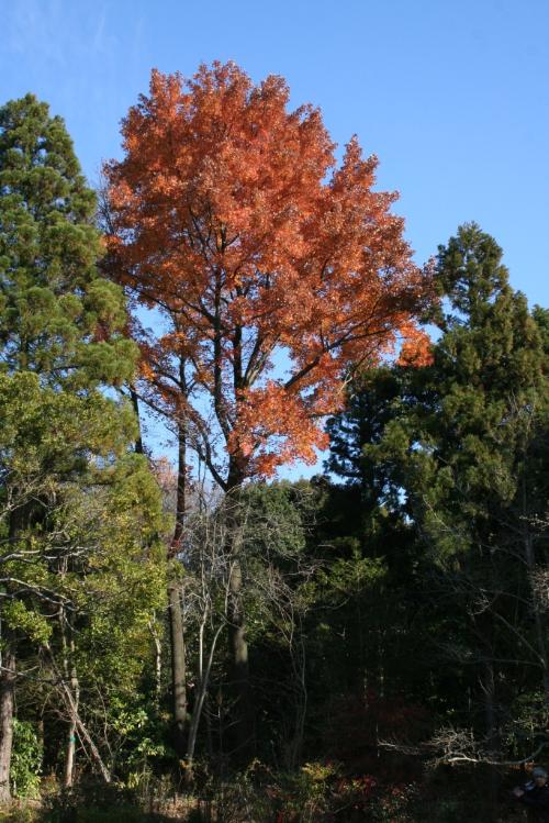 フウの紅葉の写真