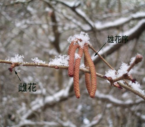 セイヨウハシバミの写真