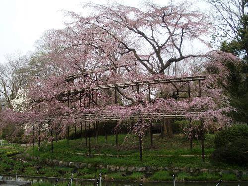 大枝垂れ桜の写真