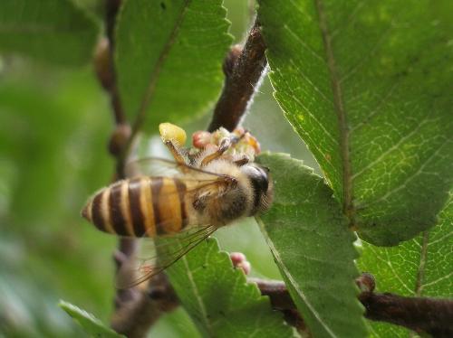 アキニレに集まるミツバチの写真