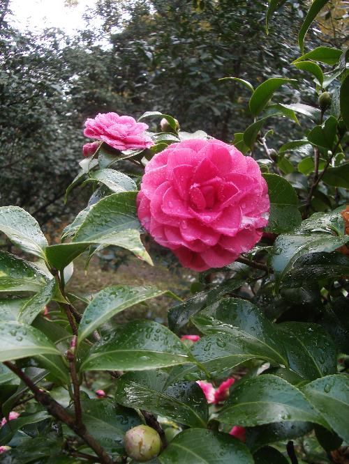 ツバキ菊冬至の写真