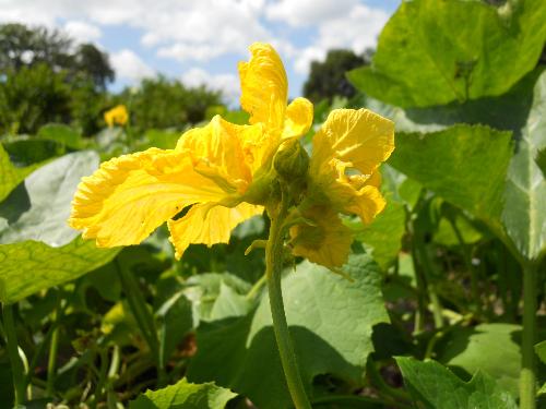 ヘチマの雄花の写真