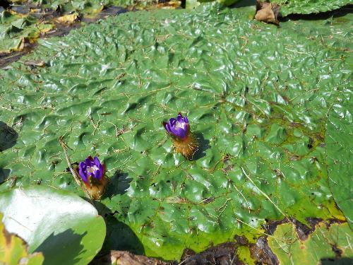 オニバス開放花の写真