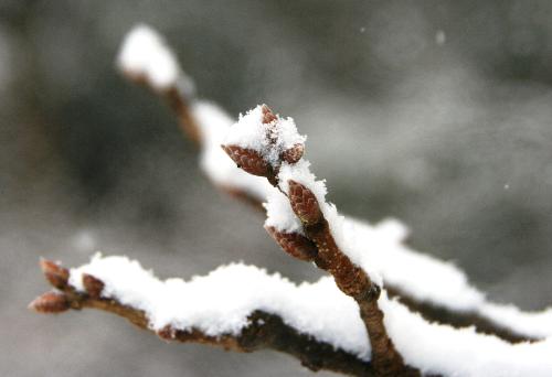 アベマキの冬芽の写真