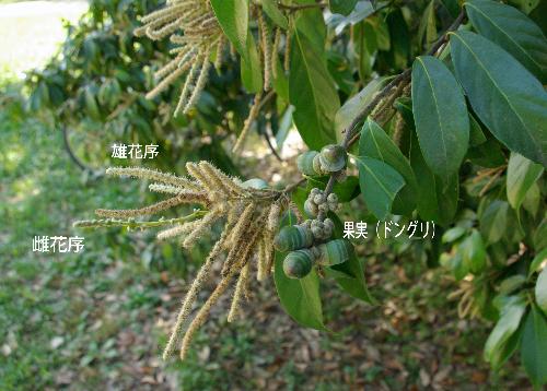 シリブカガシの開花とドングリの写真