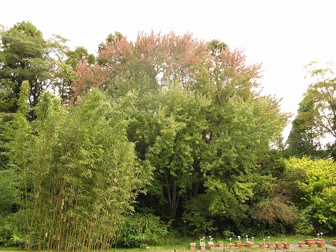 京都府立植物園 見ごろの植物情報 平成23年10月28日