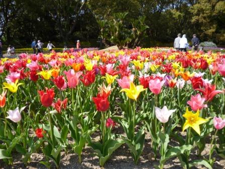 会館前花壇の写真