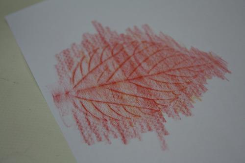 葉の拓本の写真