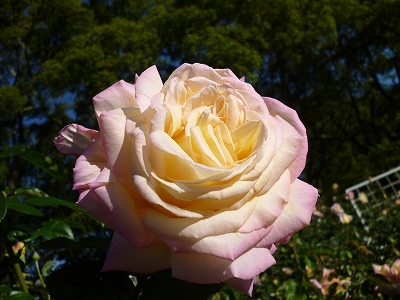 バラ‘ピース’の写真