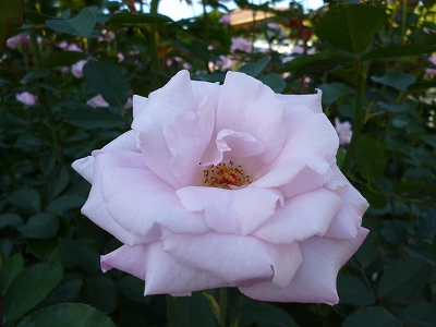 バラ‘桜貝’の写真