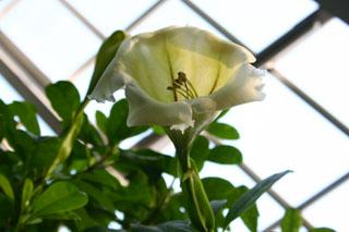 ソランドラ・ロンギフロラの開花の写真