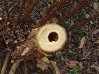 フイリウツギの枝の断面の写真