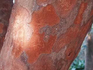バクチノキの樹皮の写真