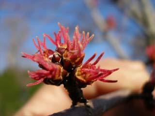 カエデ属植物の花の写真