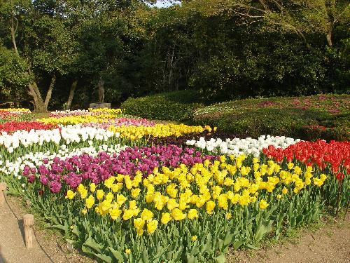 大芝生地西側のチューリップ花壇の写真