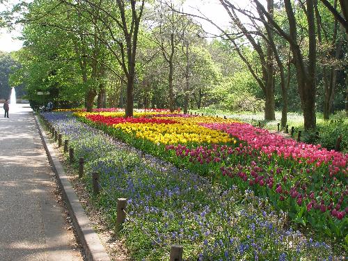 北山門広場西側のケヤキ下チューリップの写真