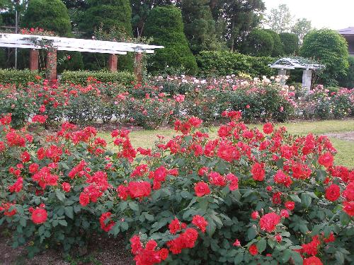 京都府立植物園 見ごろの植物情報 平成年5月23日 京都府ホームページ