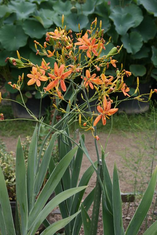 ヒオウギの花の写真