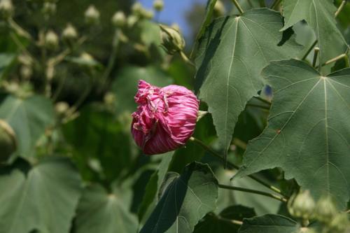 スイフヨウの花の開花翌日の写真