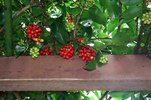 ビナンカズラの果実の写真