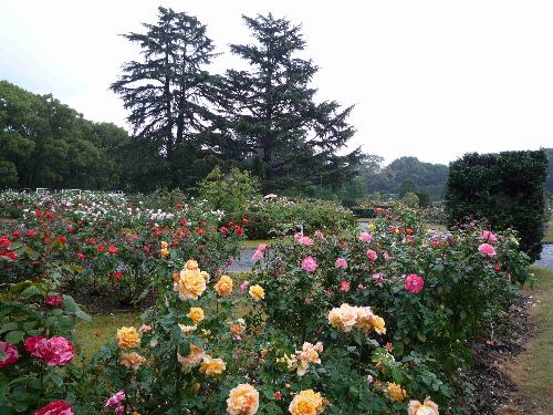 京都府立植物園 見ごろの植物情報 平成年10月24日 京都府ホームページ