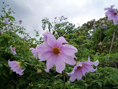 コダチダリアの花の写真