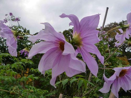 コダチダリアの花の写真