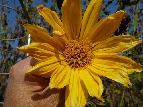 ニトベギクの花のアップの写真