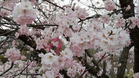 細井桜が見ごろ
